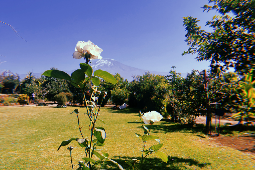 a garden with flowers and the kilimanjaro at the backgrond